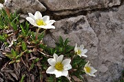 28 Dryas octopetala L. - Camedrio alpino